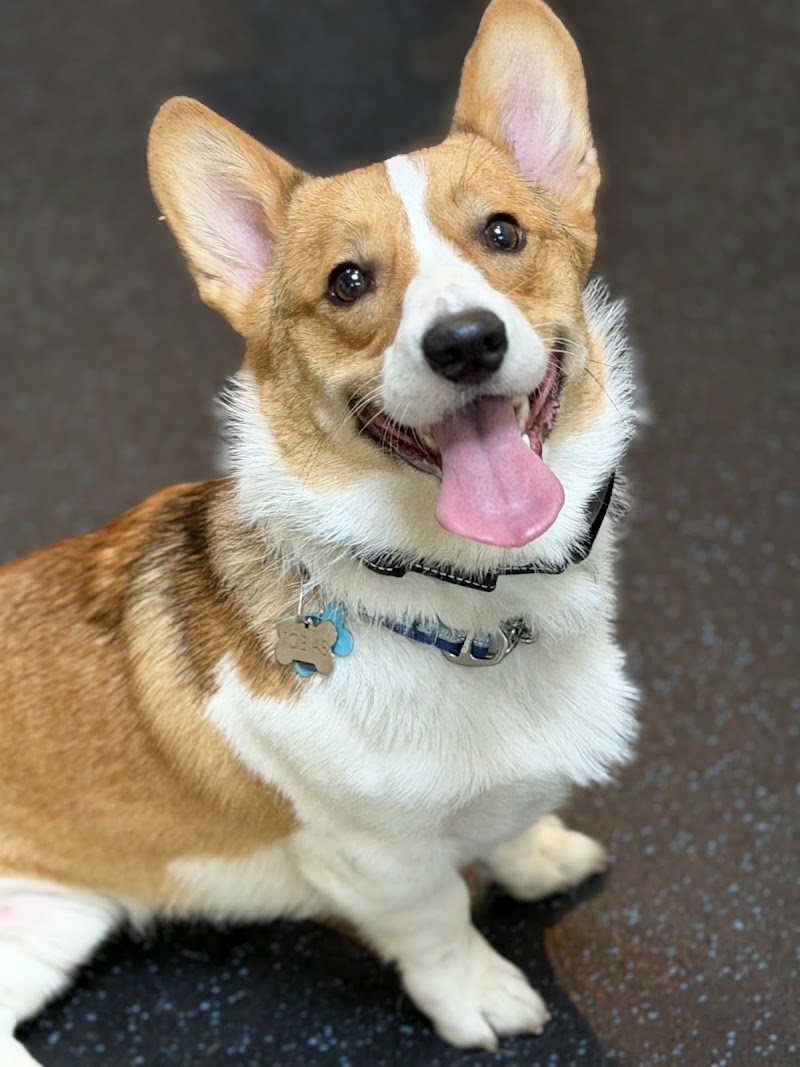 FUReverFUN Dog Care Services photo 5