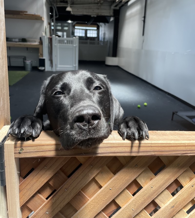 FUReverFUN Dog Care Services photo 3
