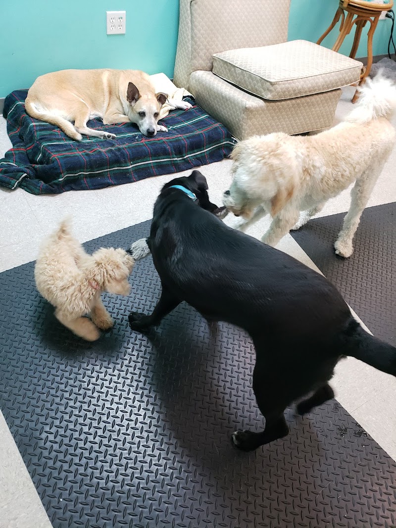 Photo of My Dog’s Spot