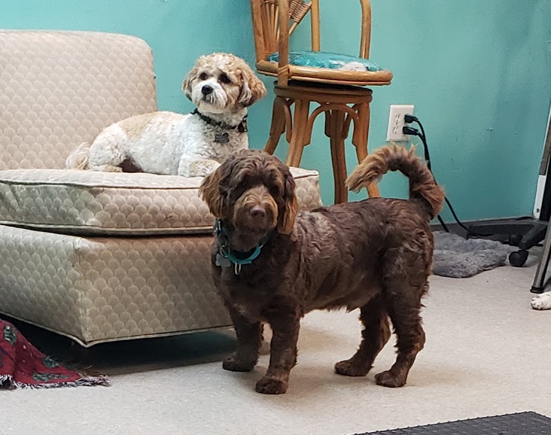 My Dog’s Spot photo 2