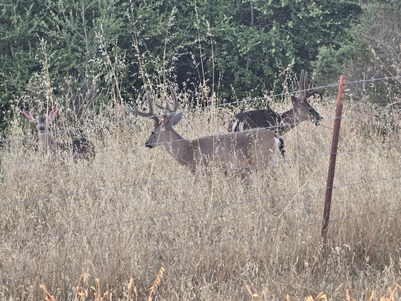 San Lorenzo Trail photo 5