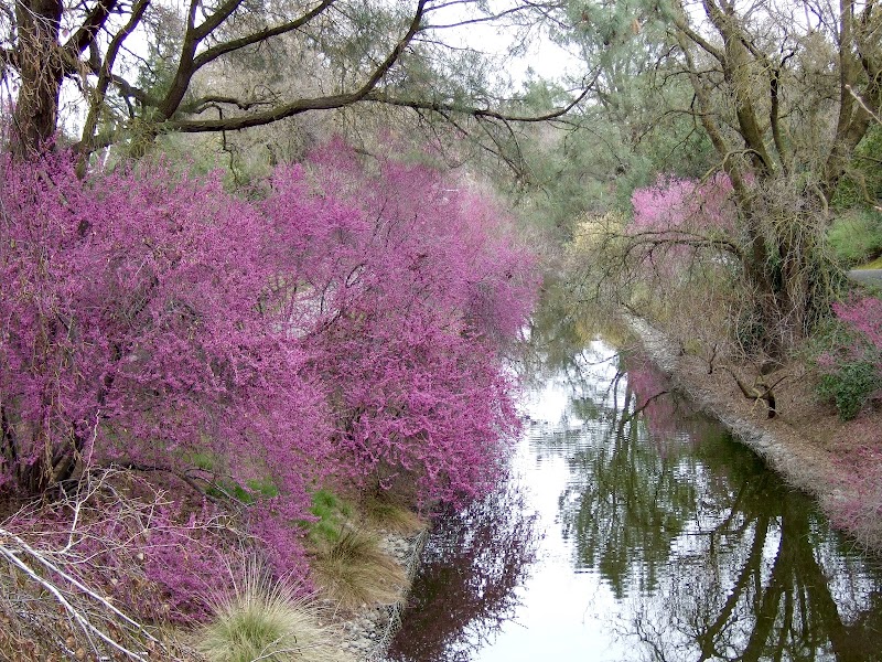 Photo of Warren G. Roberts Redbud Collection