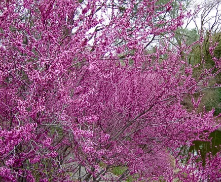 Warren G. Roberts Redbud Collection photo 3