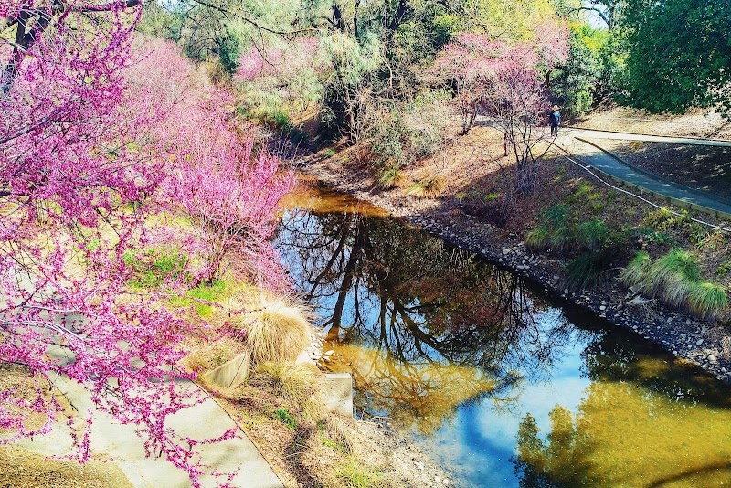Warren G. Roberts Redbud Collection photo 4