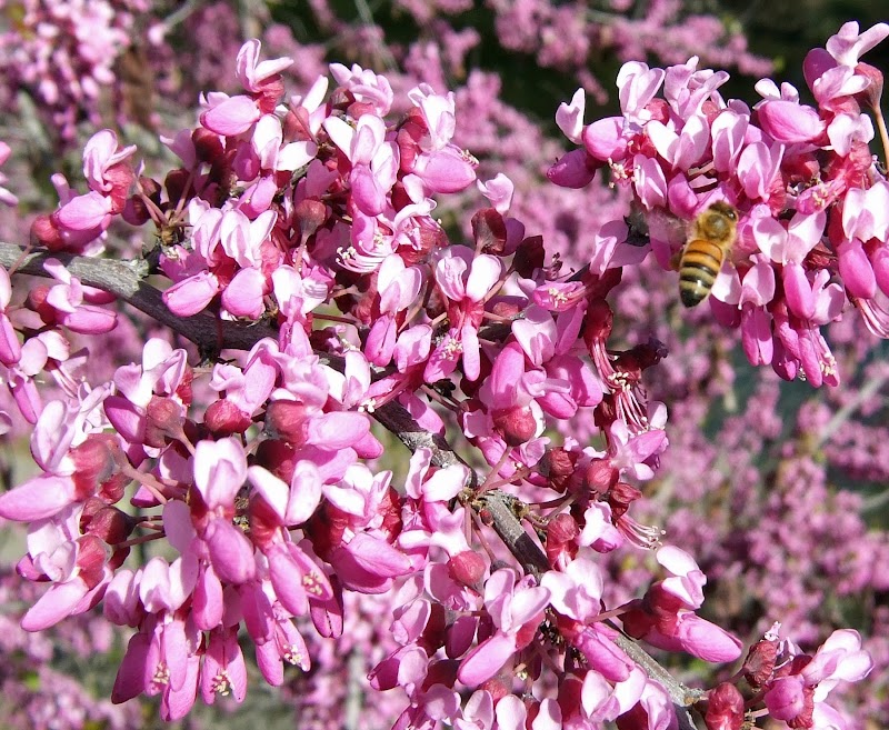 Warren G. Roberts Redbud Collection photo 5