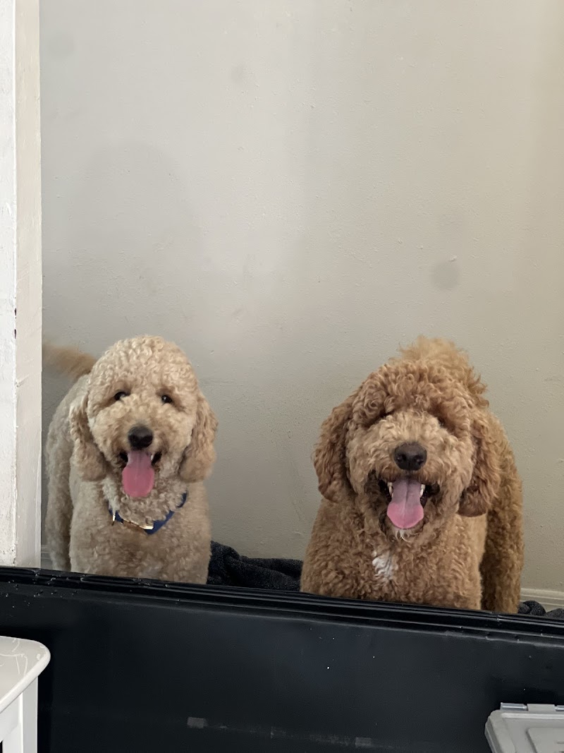 Leal pet grooming and hotel photo 5