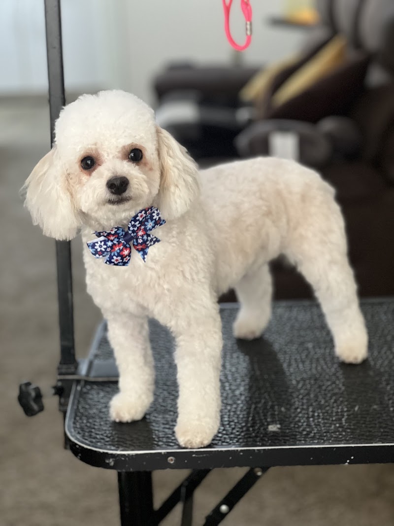 Leal pet grooming and hotel photo 3