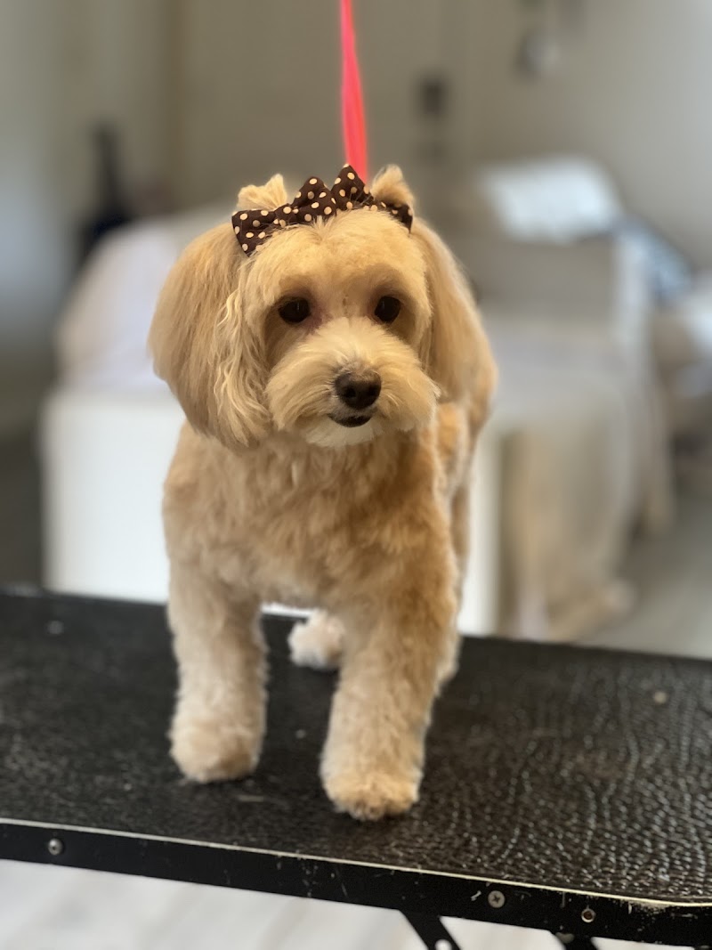 Leal pet grooming and hotel photo 2
