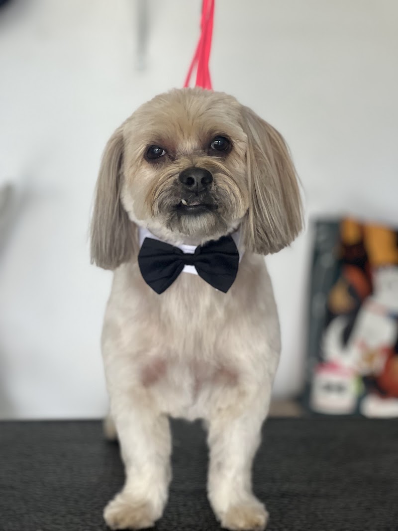 Photo of Leal pet grooming and hotel