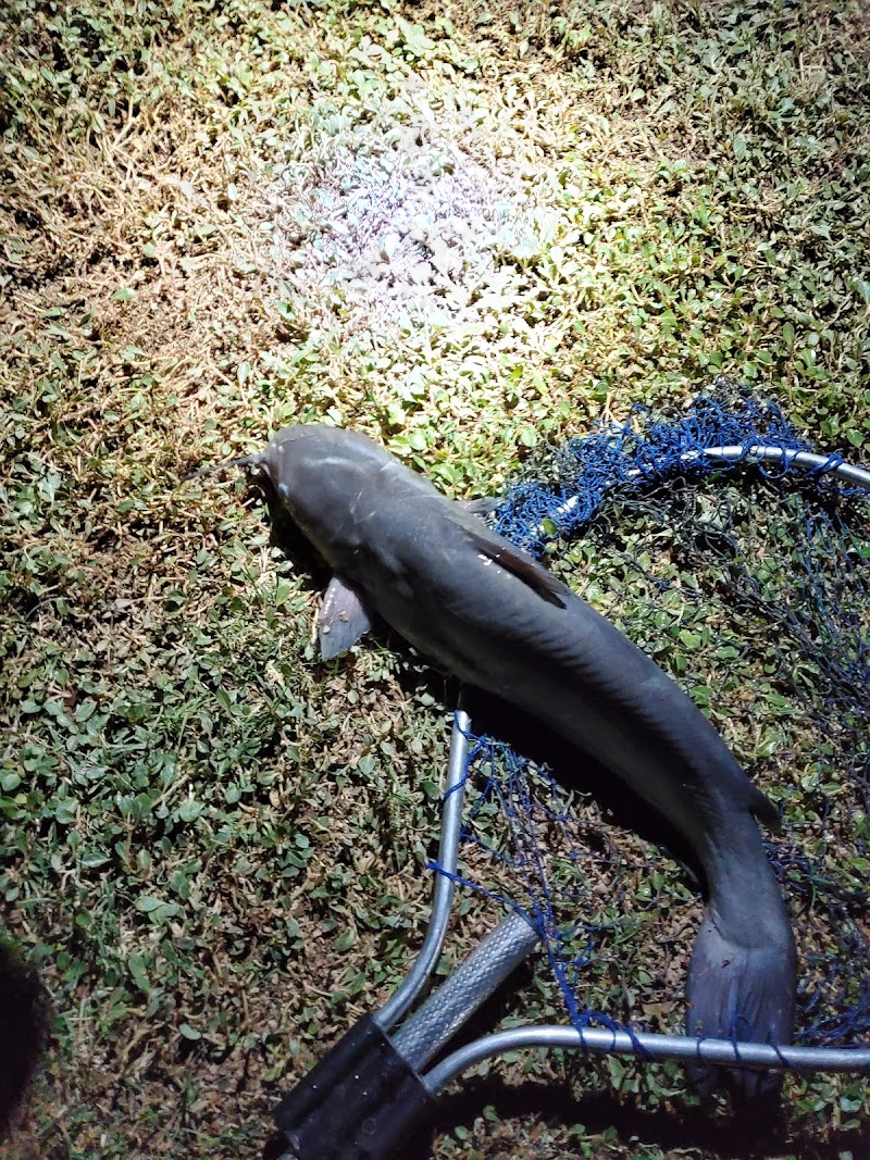 Photo of Catch and Release Pond