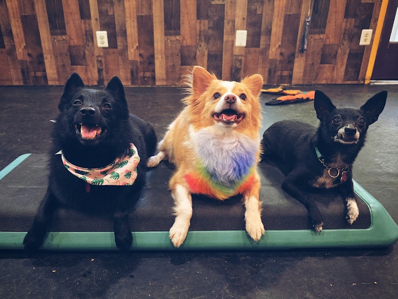 Photo of The Dog Tribe Co.