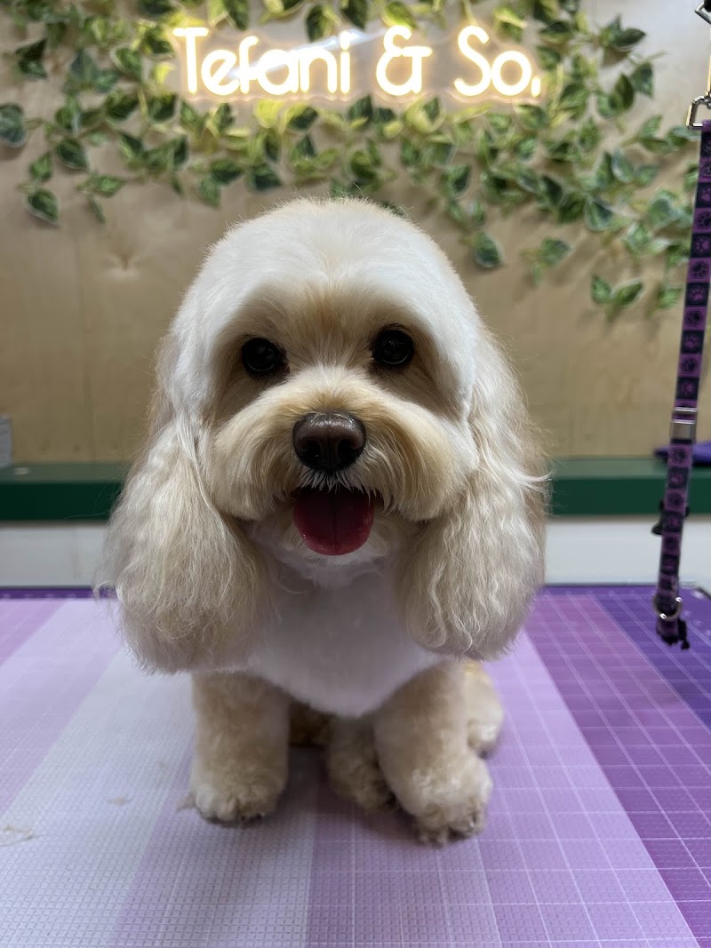 Tefani & So Dogcare photo 5
