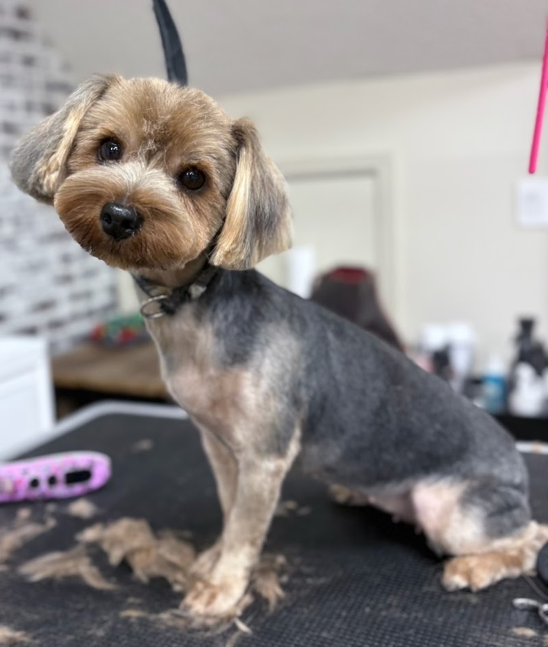 Dog Gone Cute Grooming Wildwood/Coleman photo 5