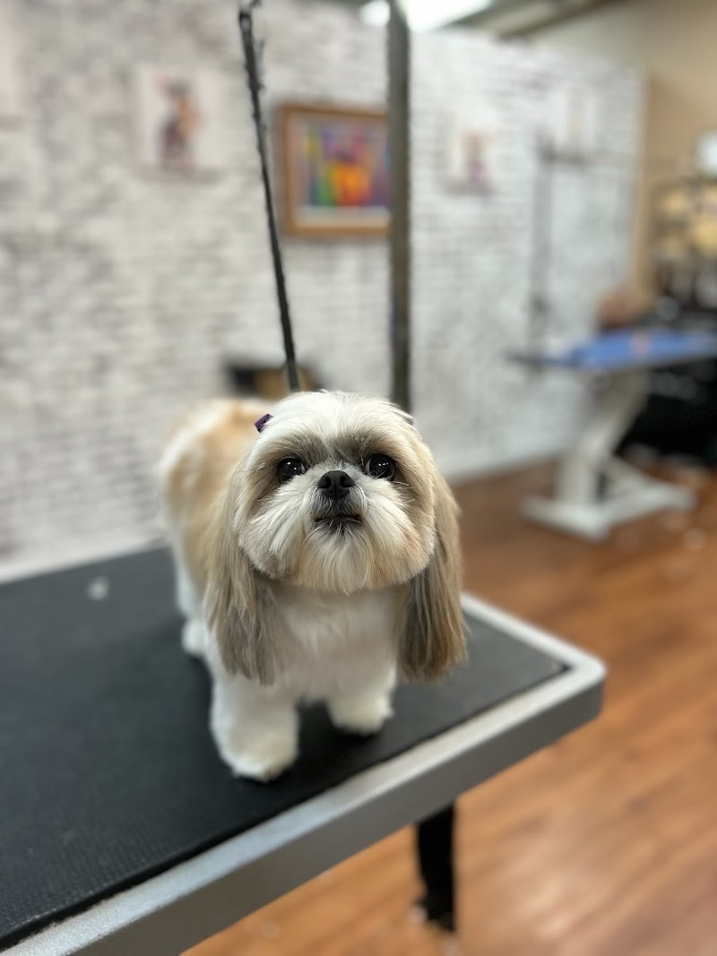 Dog Gone Cute Grooming Wildwood/Coleman photo 4
