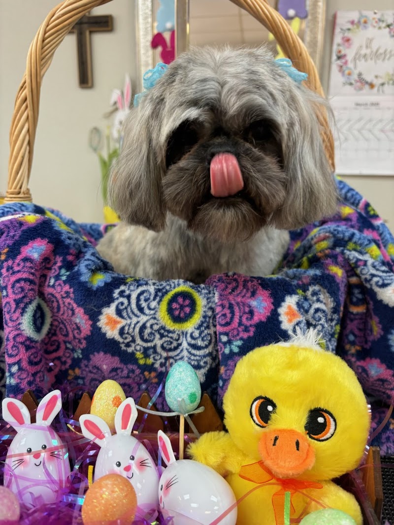Dog Gone Cute Grooming Wildwood/Coleman photo 3