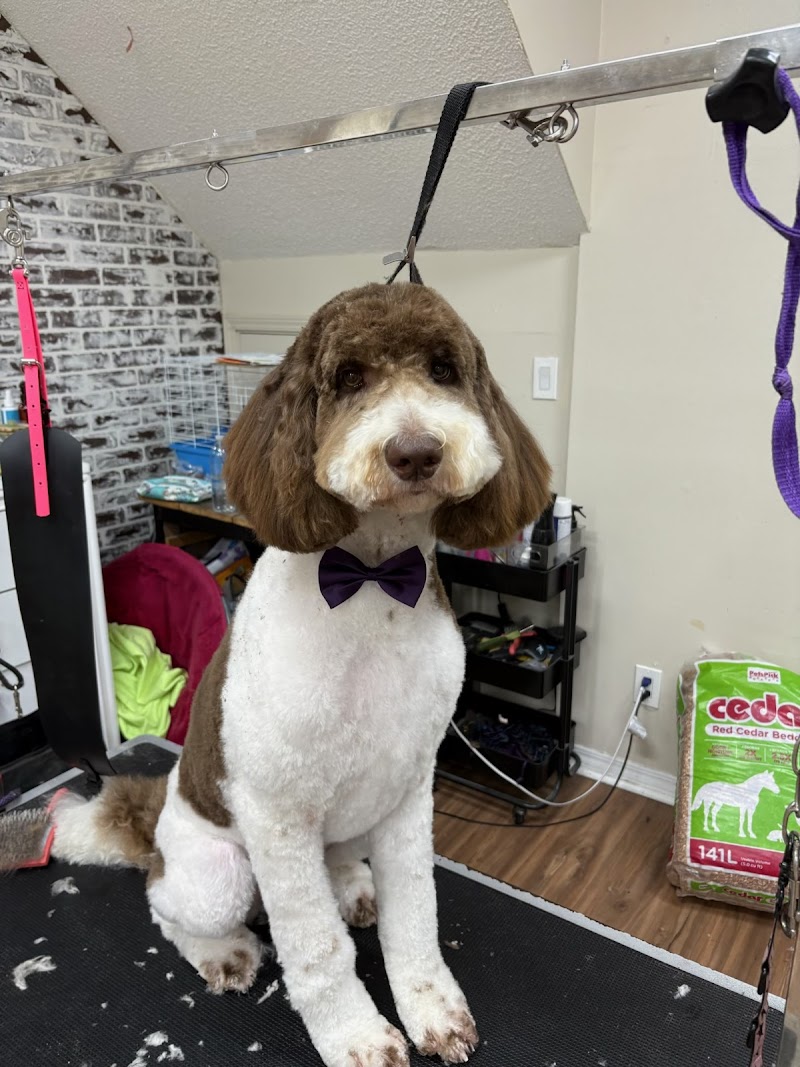 Dog Gone Cute Grooming Wildwood/Coleman photo 2