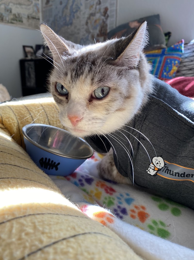 Sunrise Pet Clinic photo 4