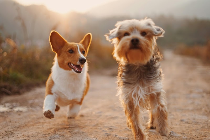 Photo of Warm Hugs Pet Companions LLC