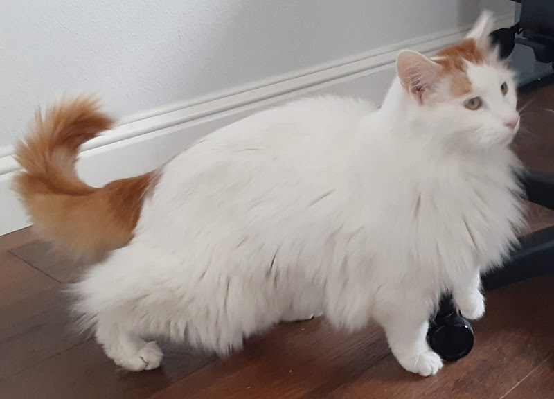 Summerhill Pet-Sitting Service photo 4