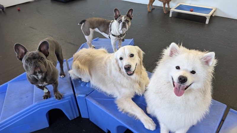 Downtown Dogs photo 2