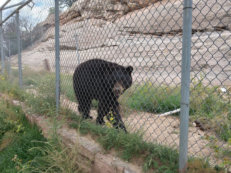 Navajo Nation Zoo photo 2