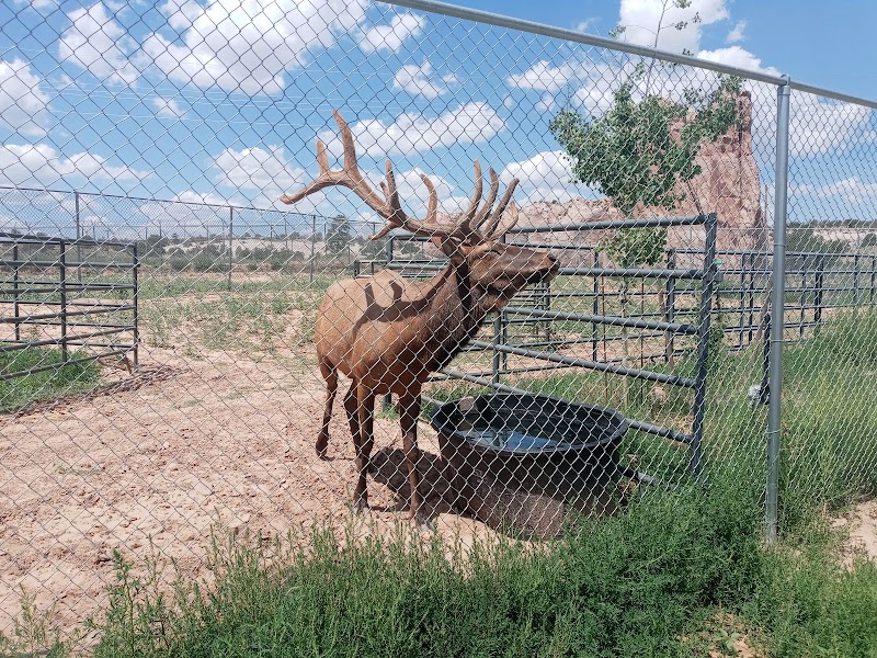 Navajo Nation Zoo photo 3