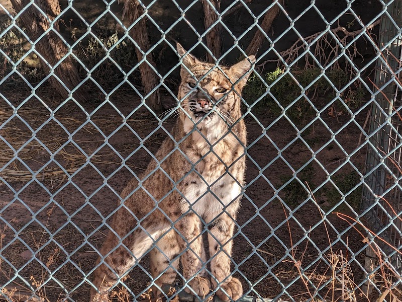 Navajo Nation Zoo photo 4