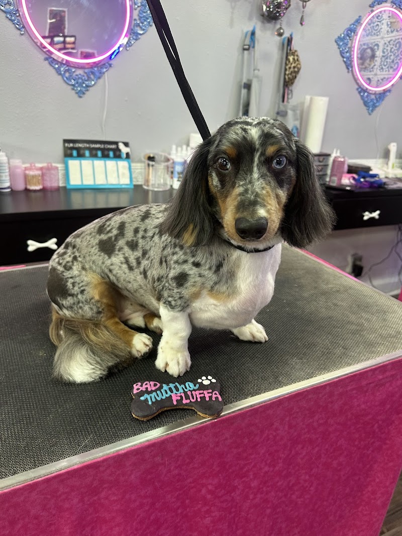 Pawlor House Dog Grooming & Pet Boutique photo 4