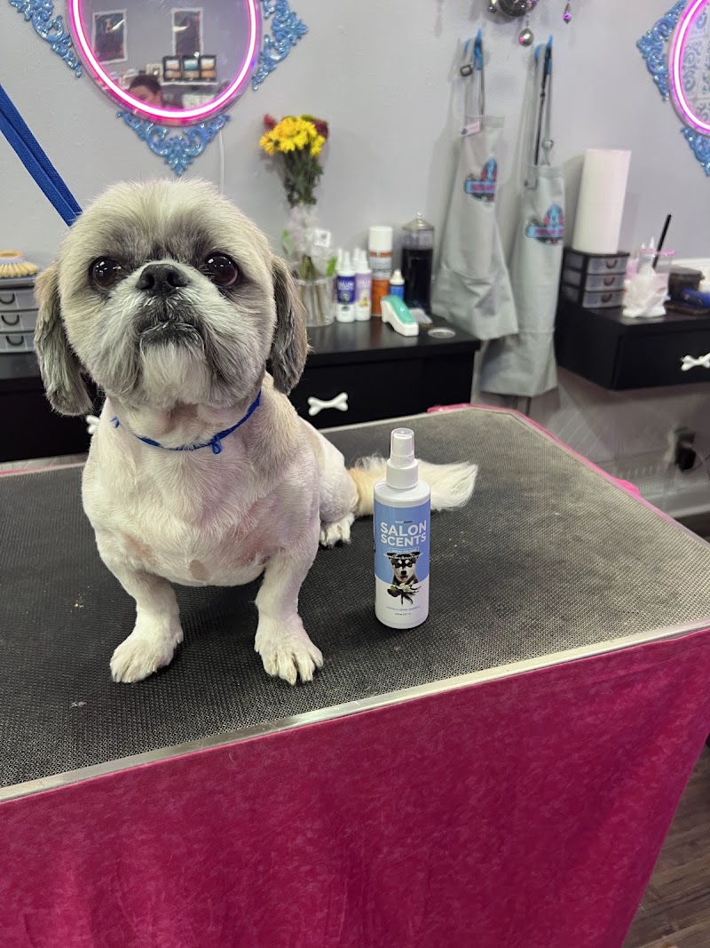Pawlor House Dog Grooming & Pet Boutique photo 2