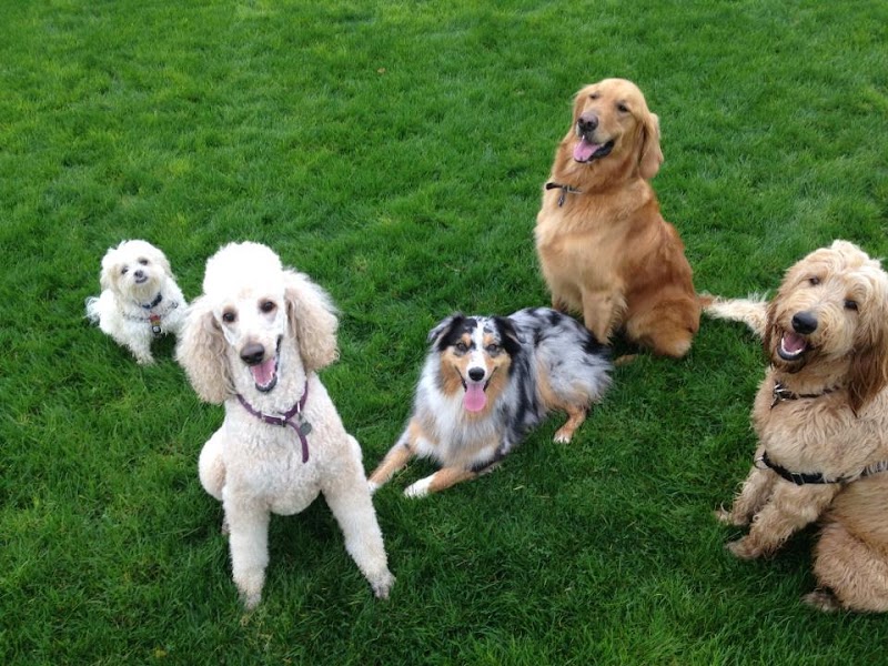Photo of Elizabeth's Pet Sitting
