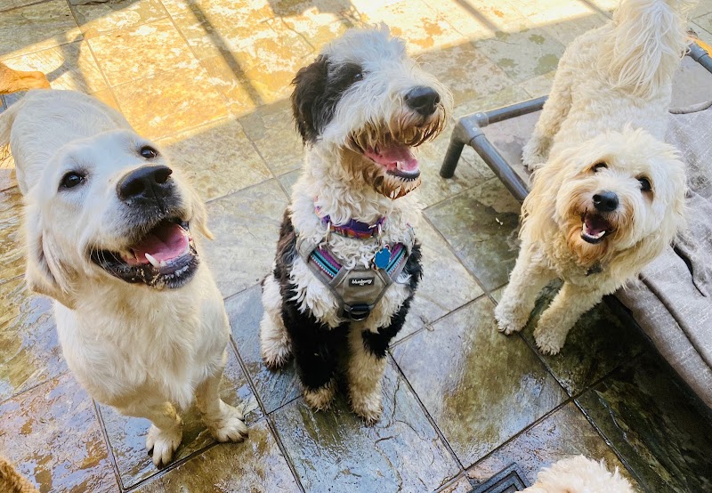 Elizabeth's Pet Sitting photo 4
