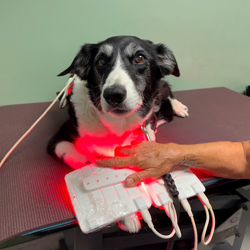 Petlight Therapy Center photo 5