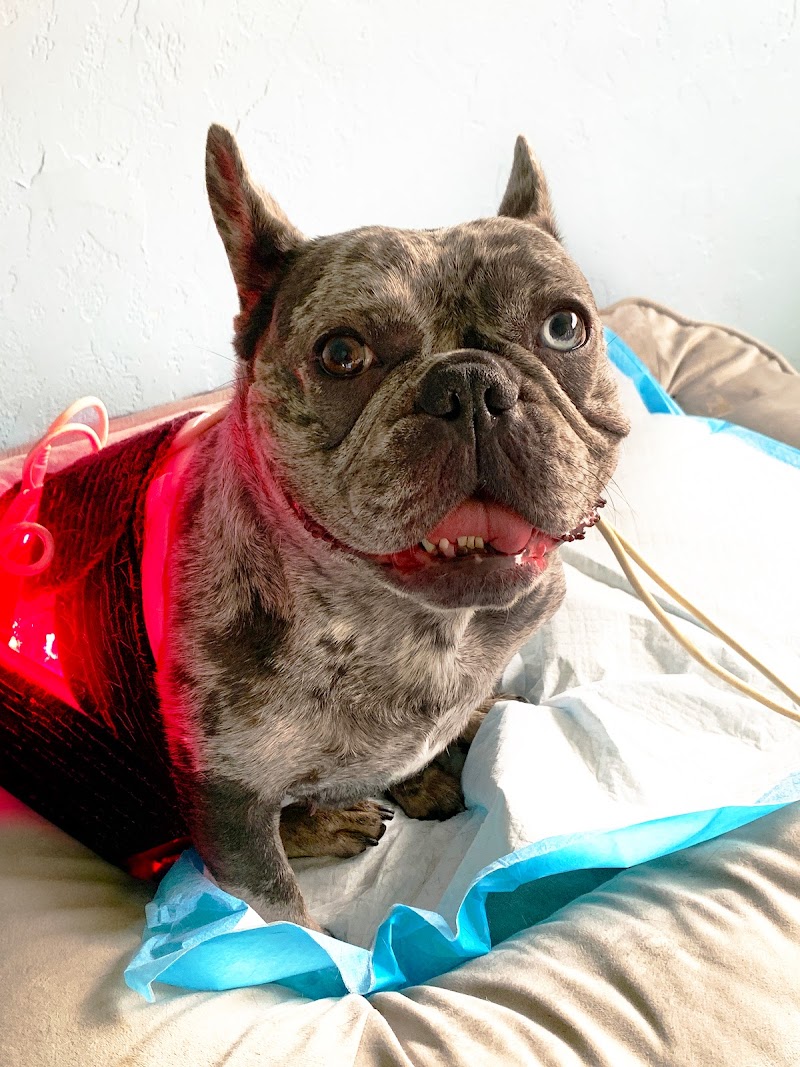 Petlight Therapy Center photo 2