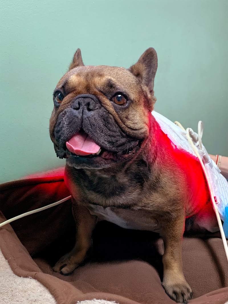 Photo of Petlight Therapy Center