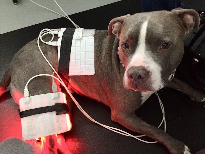 Petlight Therapy Center photo 4
