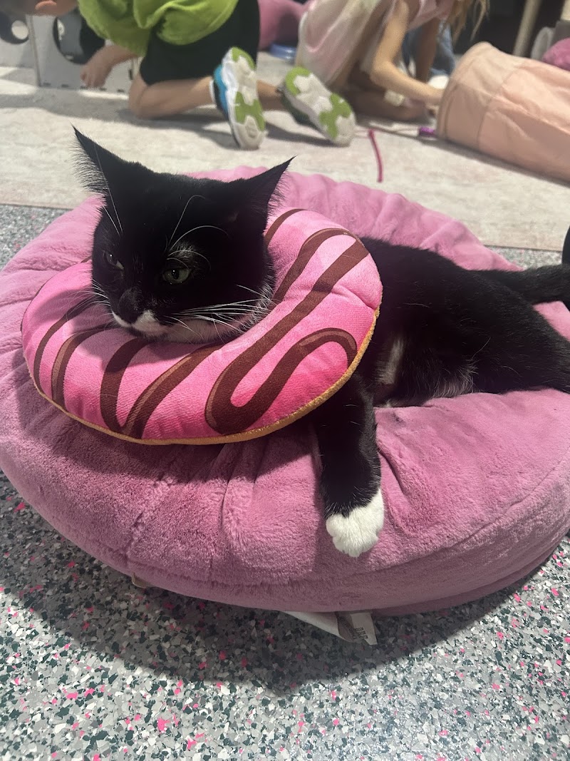 Katy's Cat Cafe photo 2