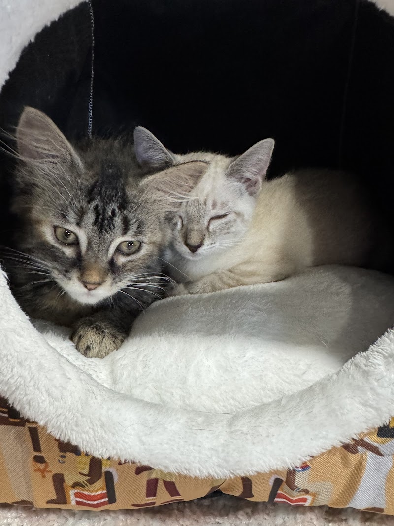Katy's Cat Cafe photo 3