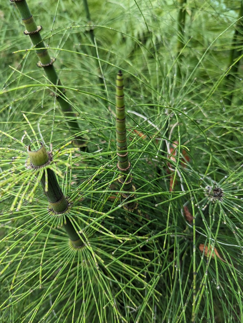 Ancient Plants Walk photo 3