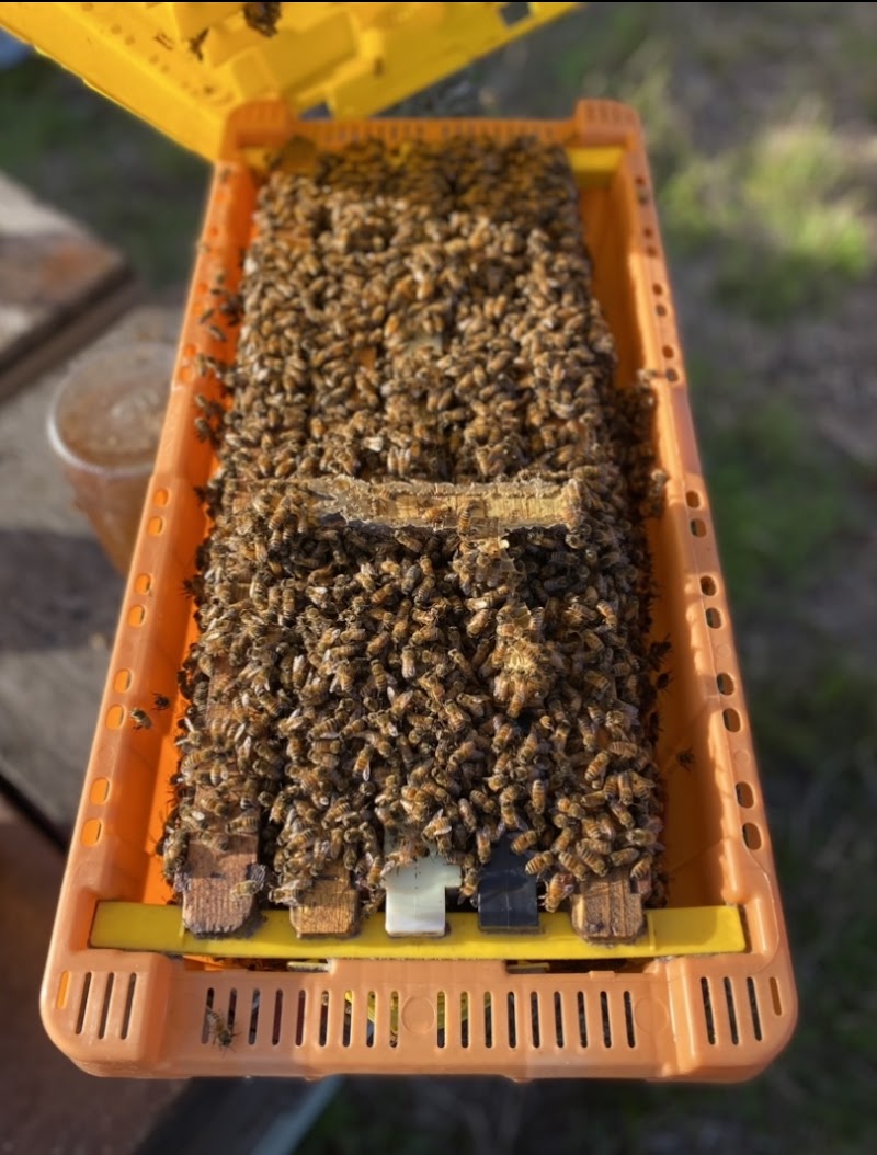 Brainfood Honey photo 2