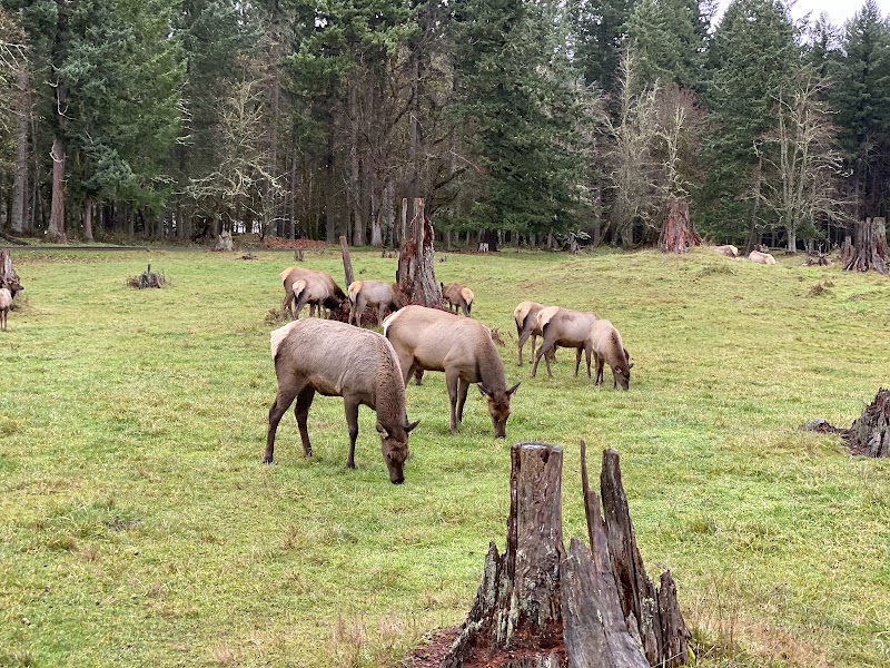 Northwest Trek Wildlife Park photo 4