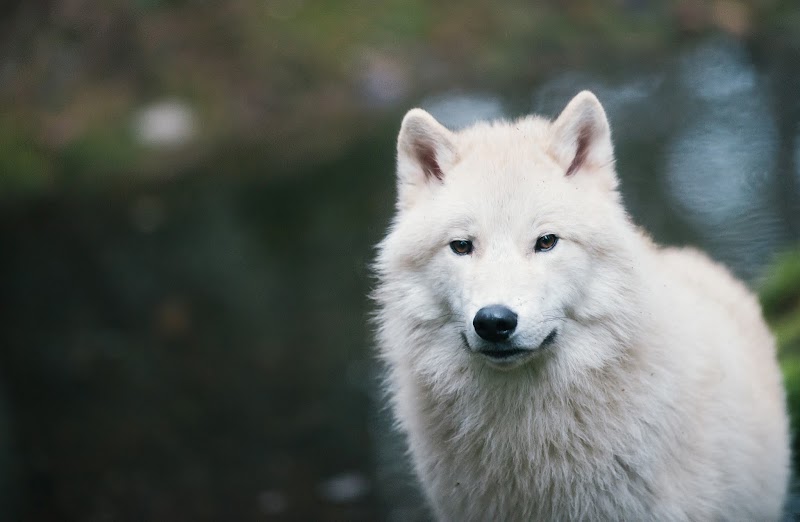 Photo of Northwest Trek Wildlife Park