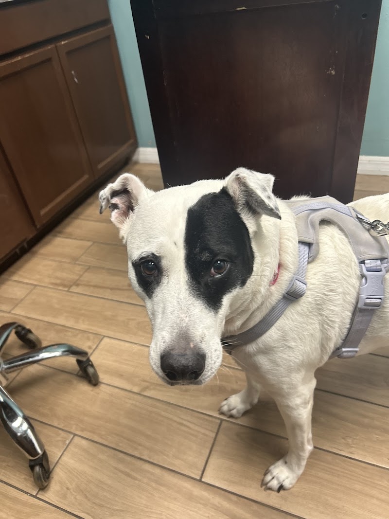 ASAP Animal Clinic photo 2