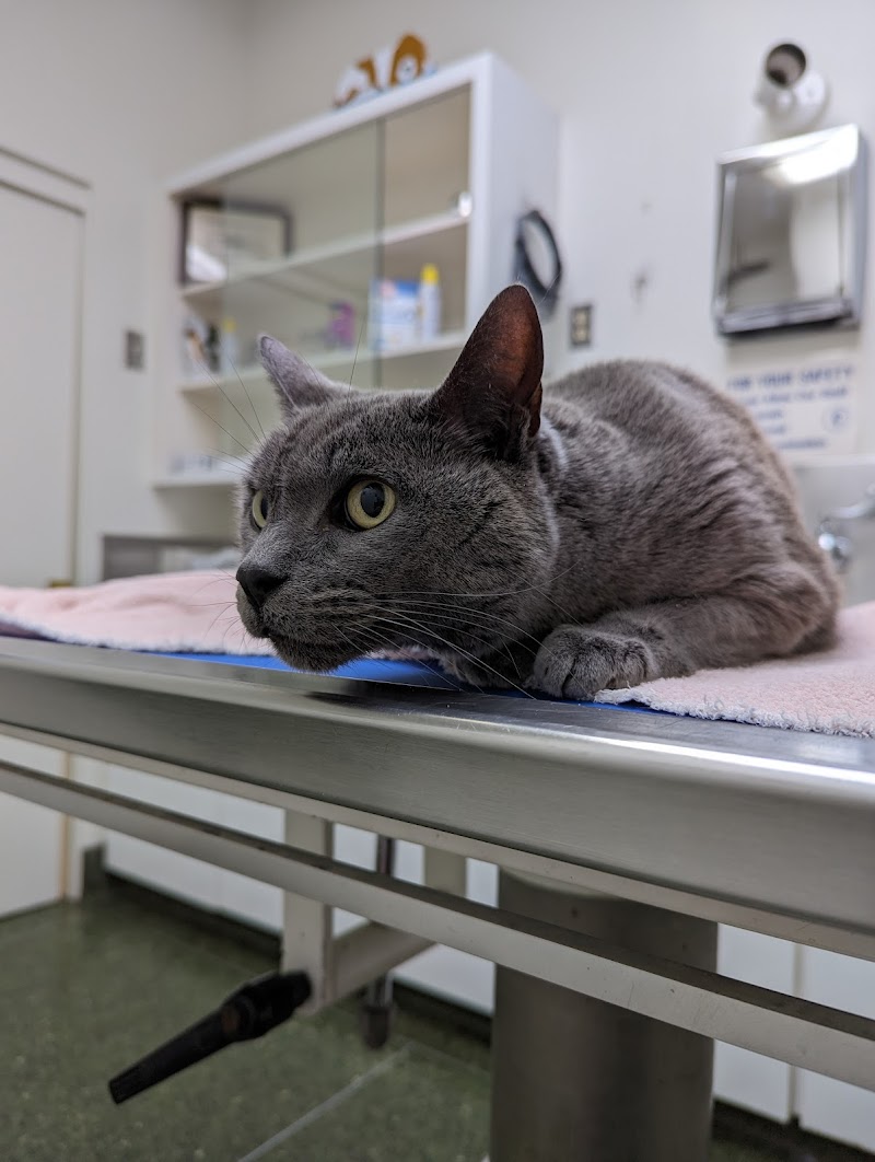 Belmont Pet Hospital photo 2