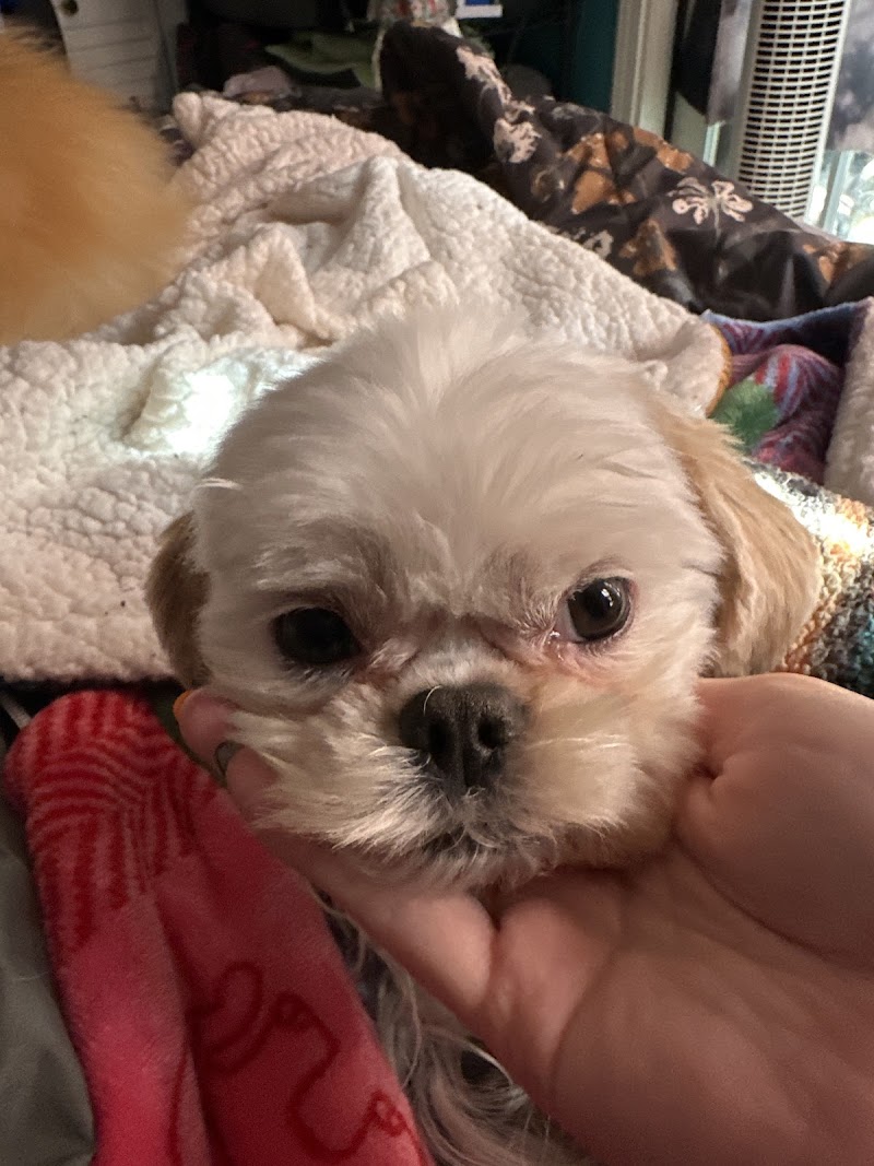 Best Buddies Dog Grooming Bay Area photo 3