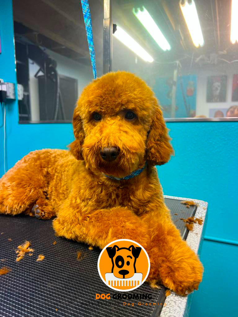 Best Buddies Dog Grooming Bay Area photo 2