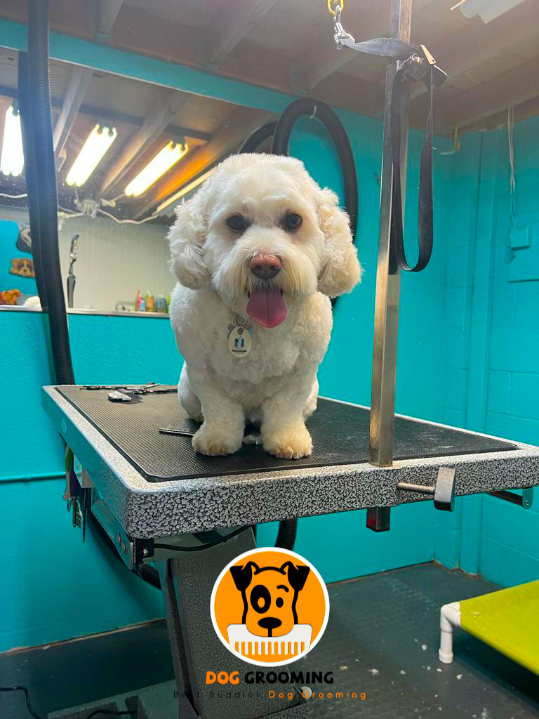 Photo of Best Buddies Dog Grooming Bay Area