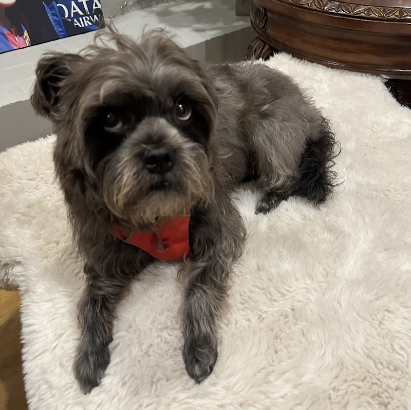Best Buddies Dog Grooming Bay Area photo 4