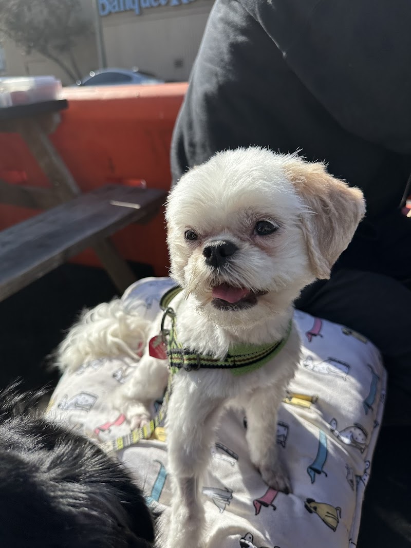 Best Buddies Dog Grooming Bay Area photo 5