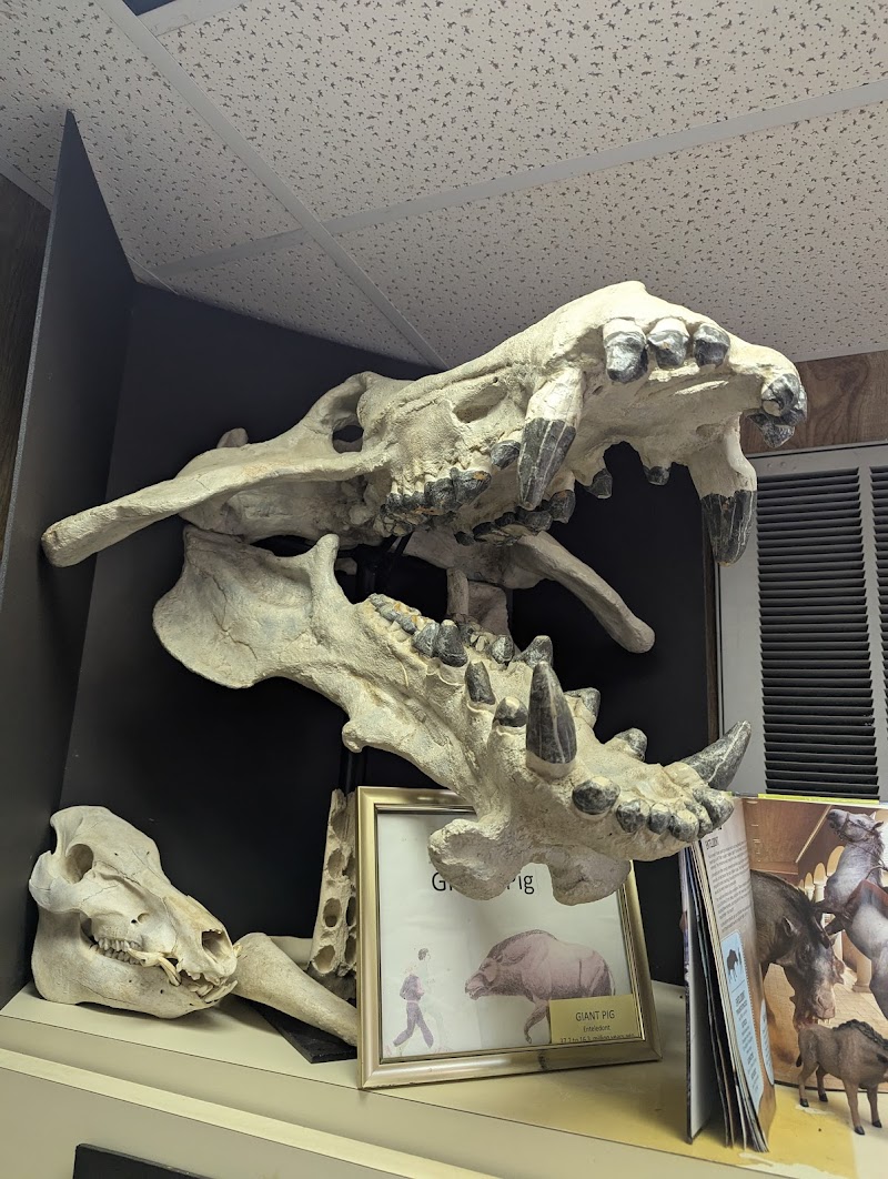 Photo of Paleo Preserve Fossil Museum