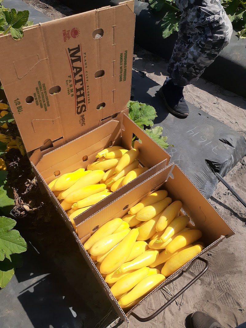 Mathis Farms photo 2